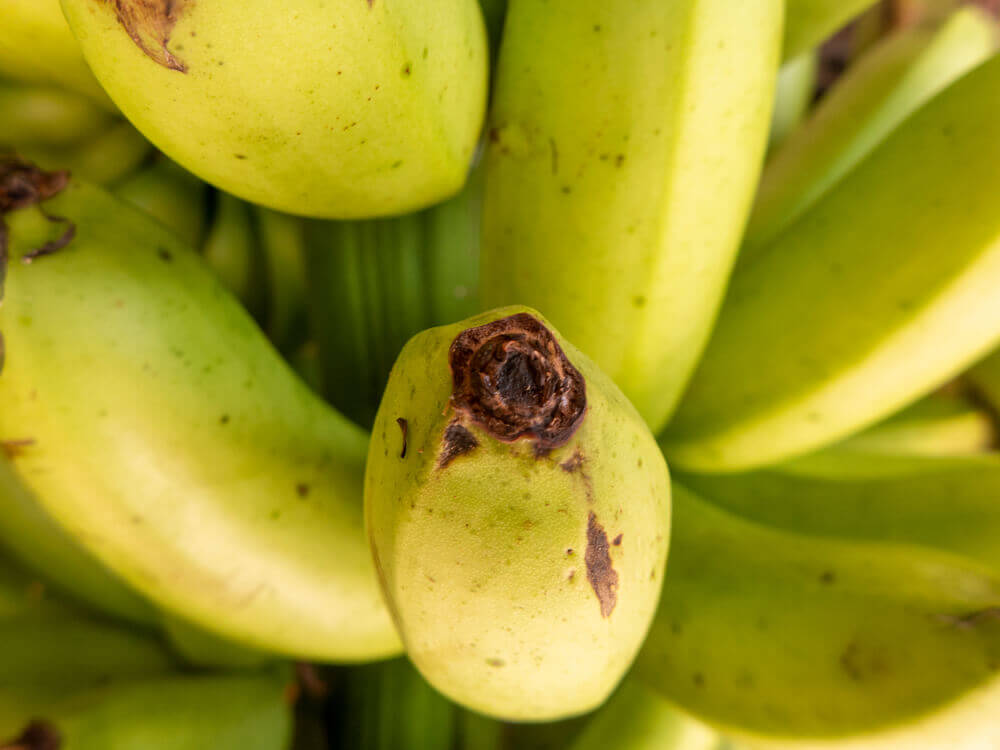 Die Banane - eine sehr beliebte Frucht